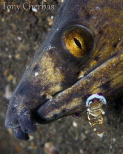 Snake Eel with Shrimp by Tony Cherbas 